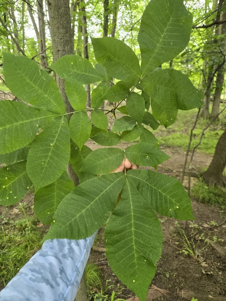 Carya Cordiformis