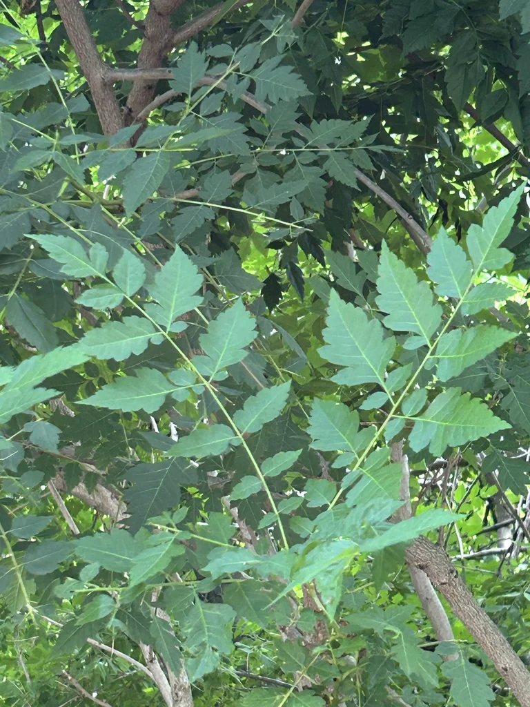 Koelreuteria Paniculata