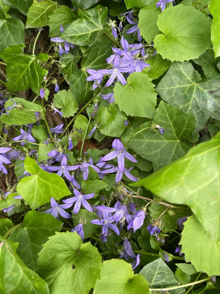 Campanula Poscharskyana
