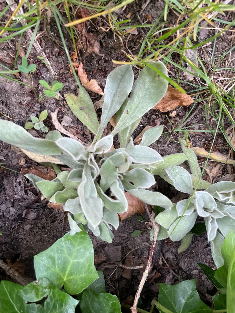Lychnis Coronaria