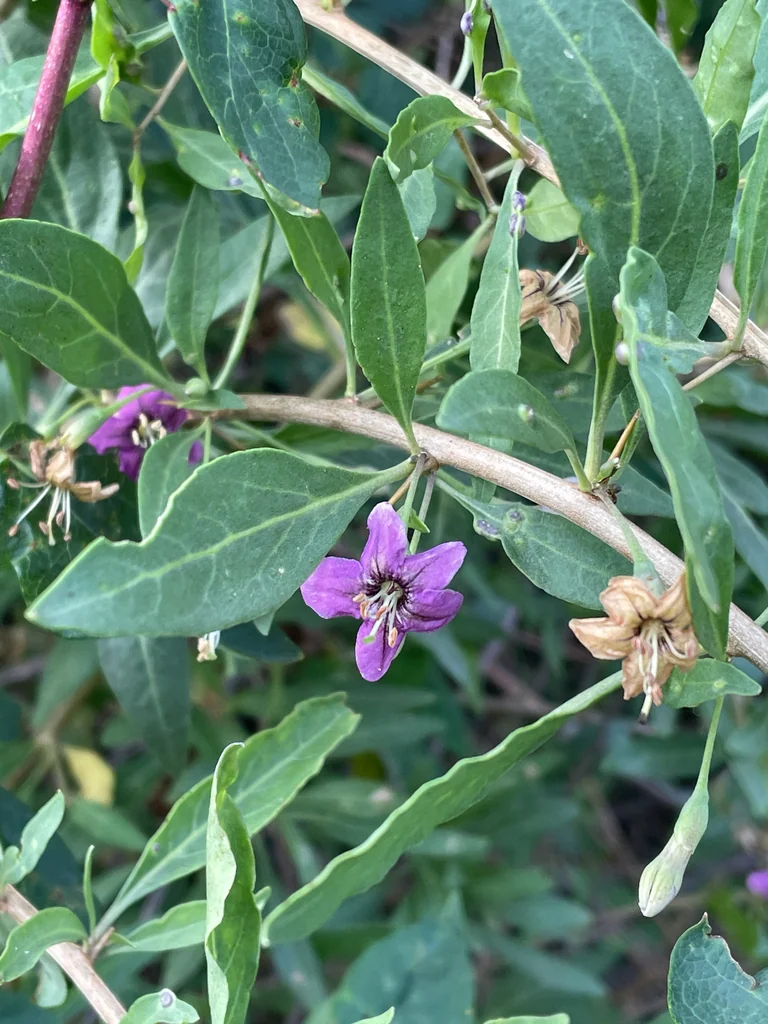 Lycium Barbarum