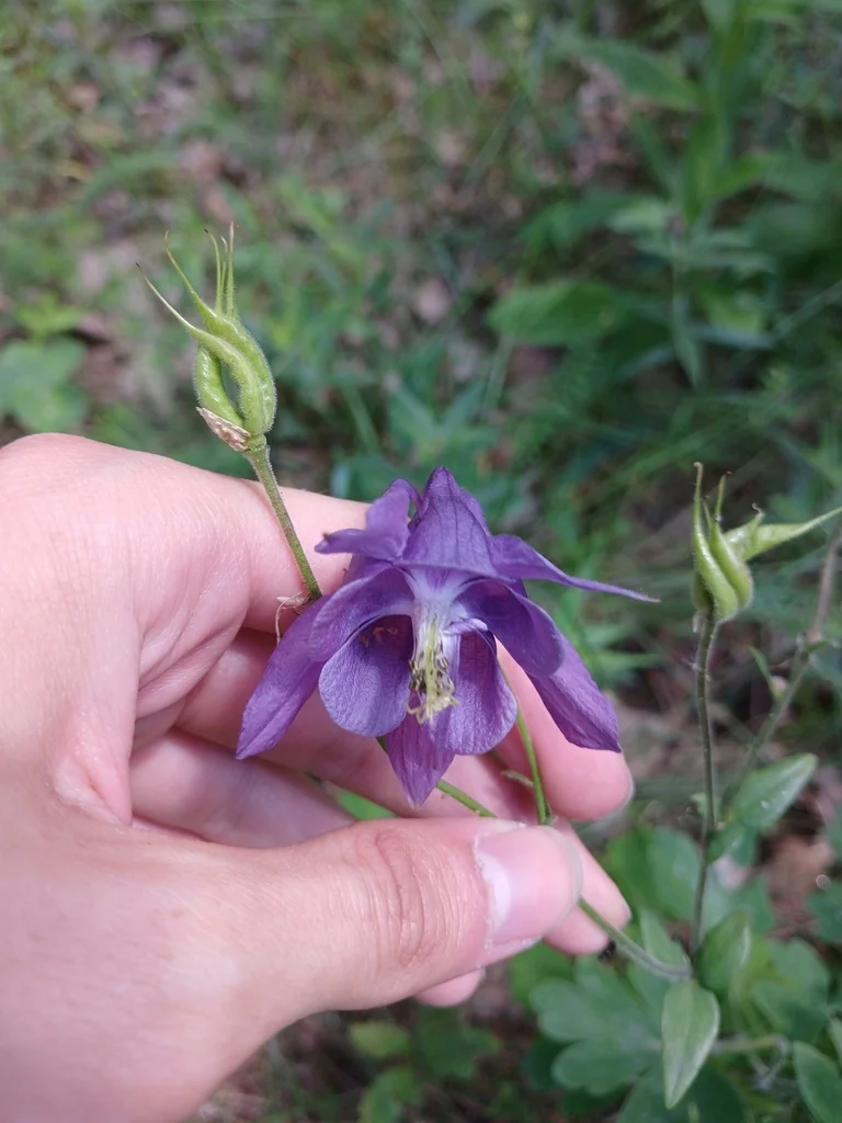 Aquilegia Vulgaris