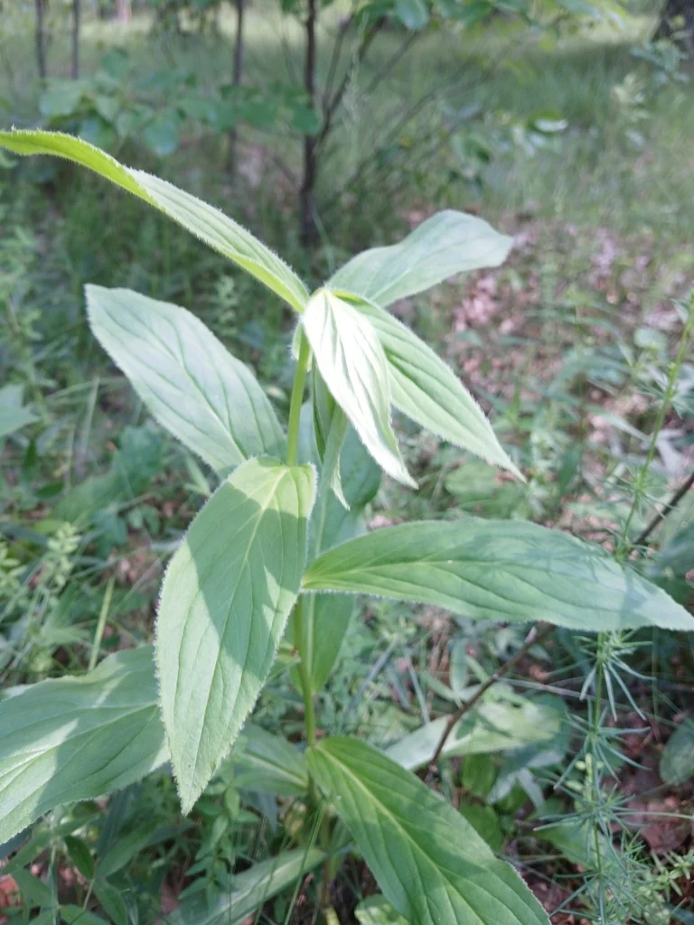 Digitalis Grandiflora