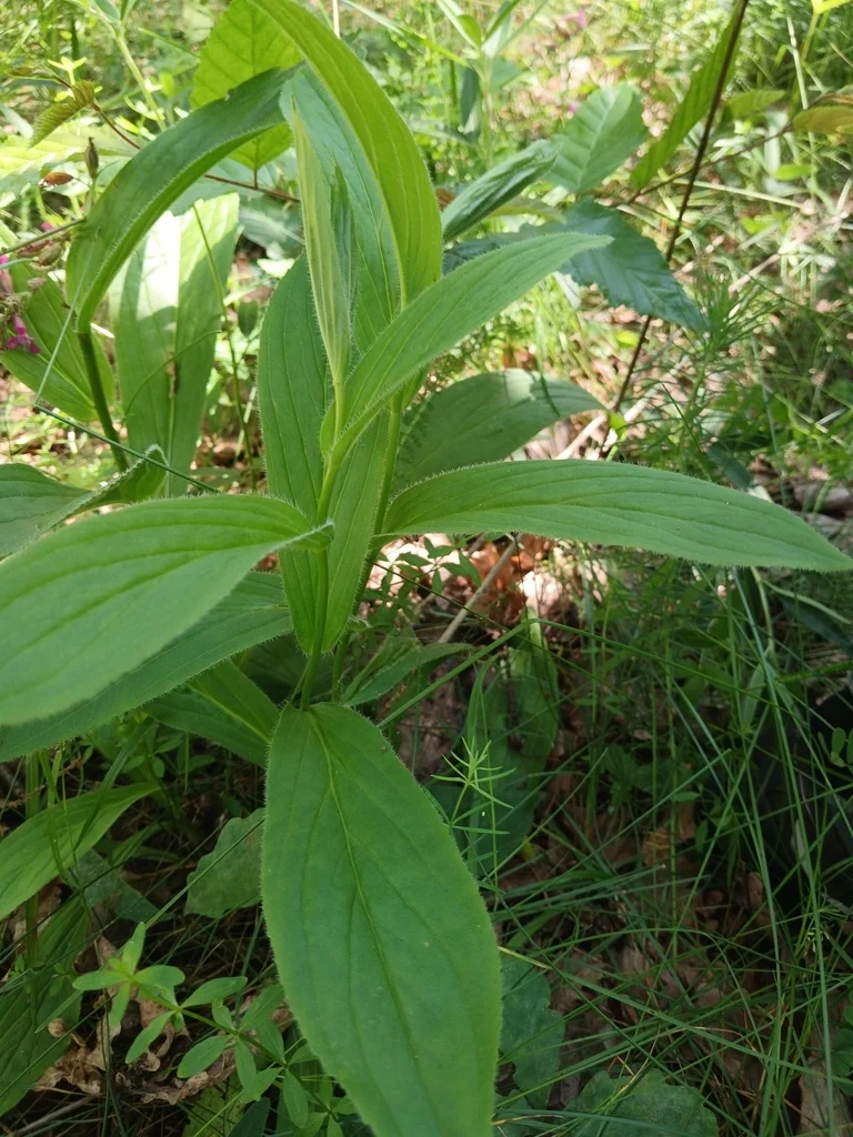 Digitalis Grandiflora