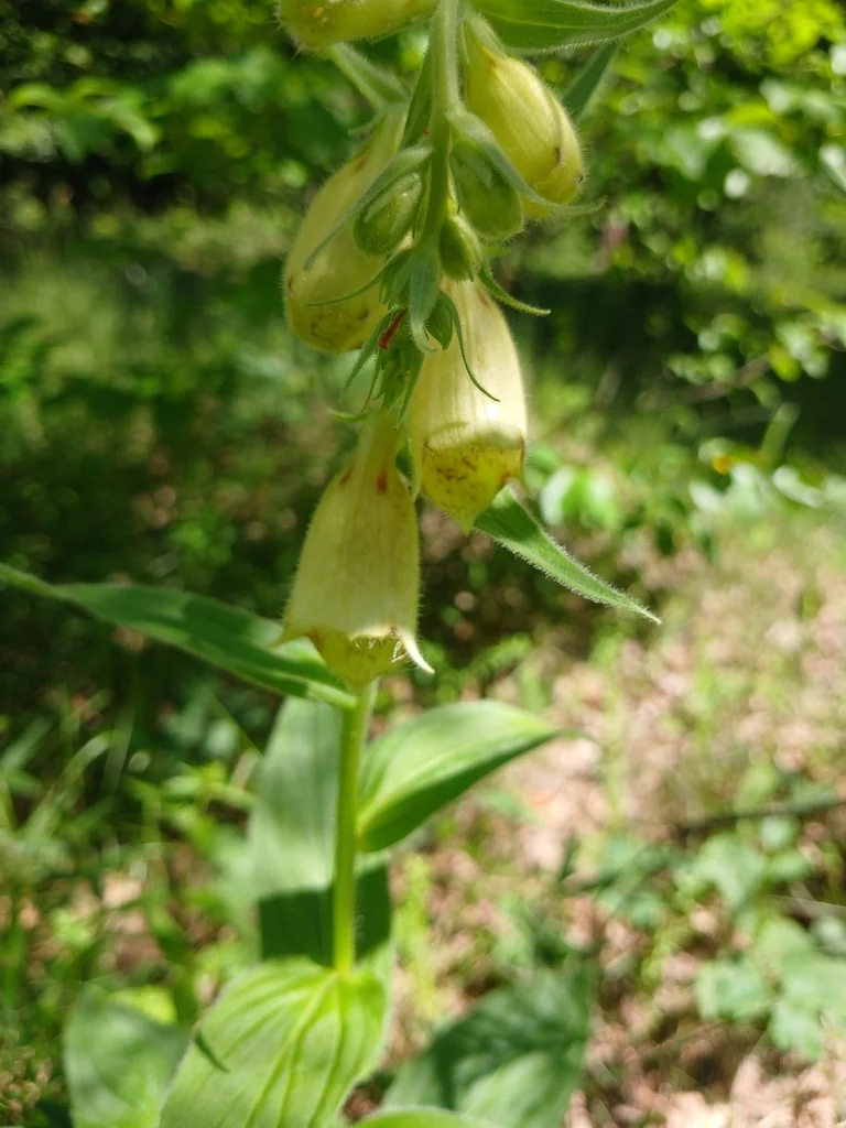 Digitalis Grandiflora
