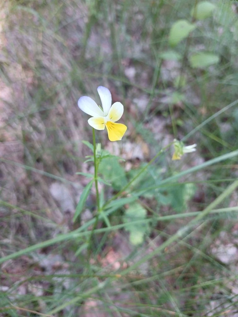 Viola Tricolor