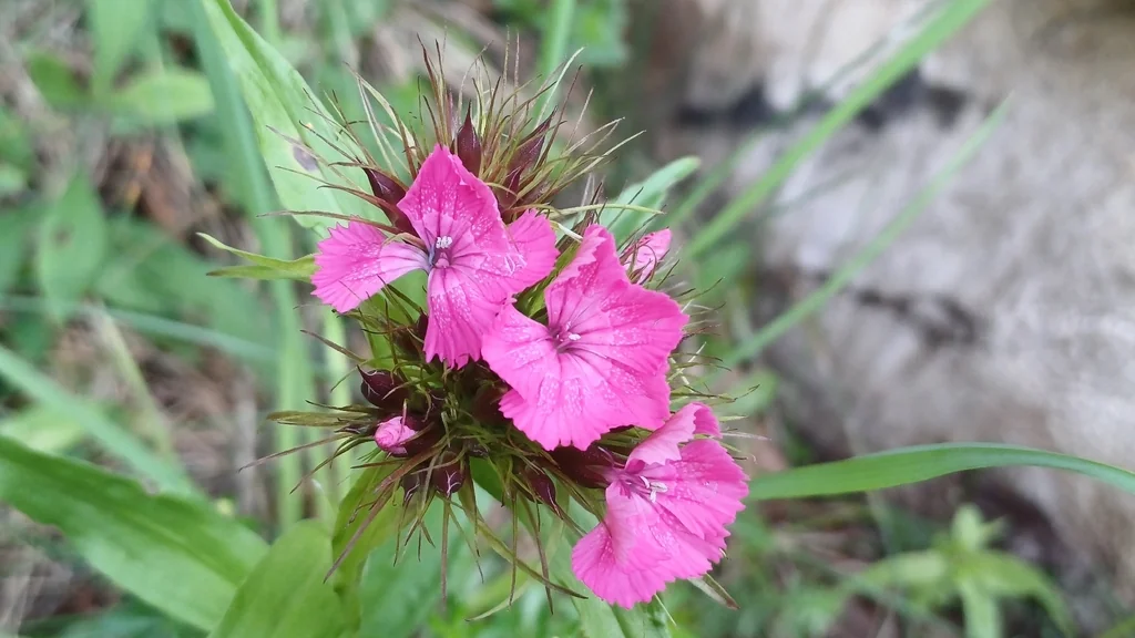 Dianthus Barbatus