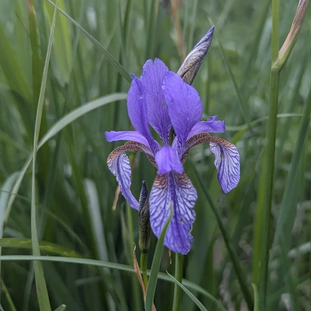 Iris Sibirica
