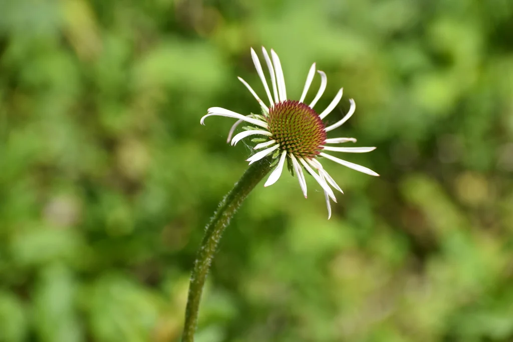 Echinacea Pallida