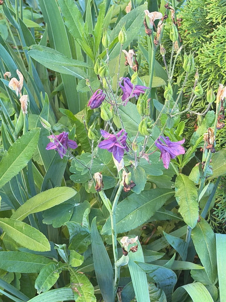 Aquilegia Vulgaris