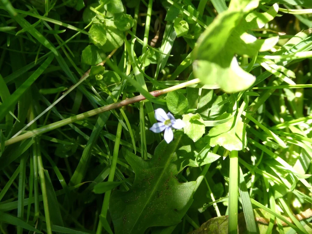 Pratia Pedunculata