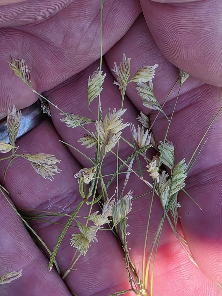 Buchloe Dactyloides