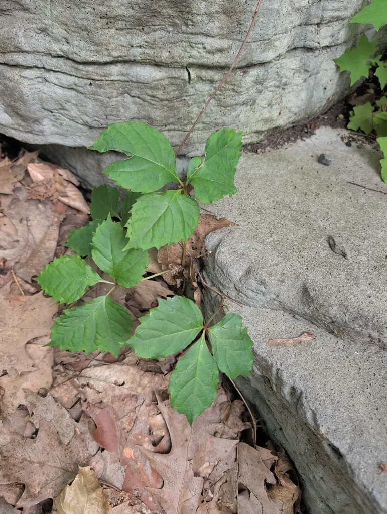 Parthenocissus Tricuspidata