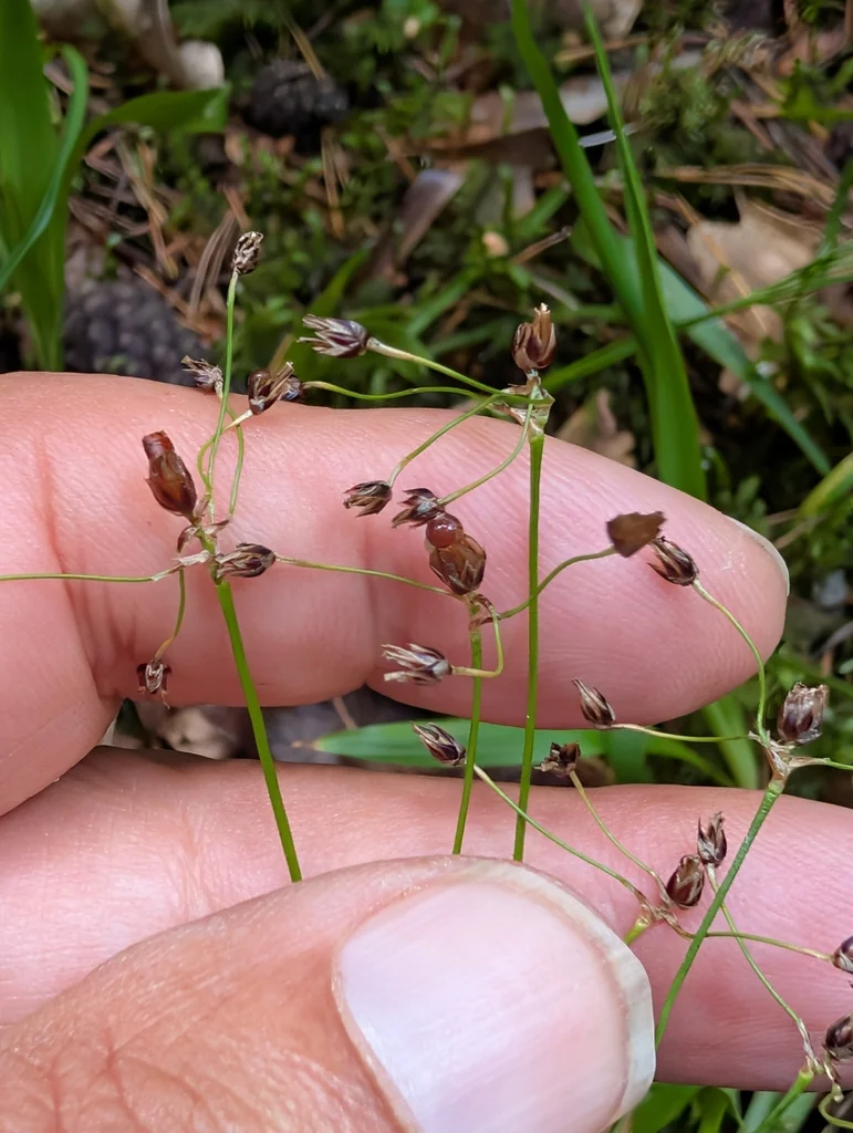 Luzula Pilosa