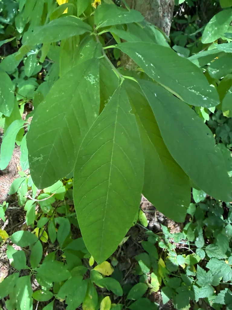 Oemleria Cerasiformis