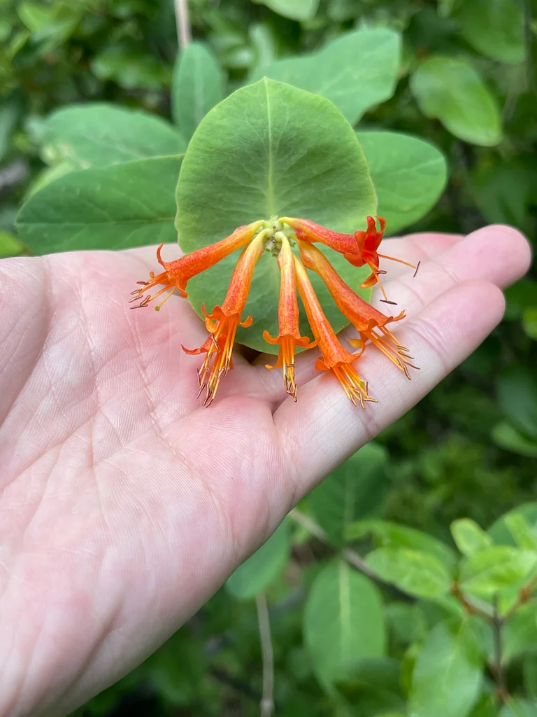 Lonicera Ciliosa