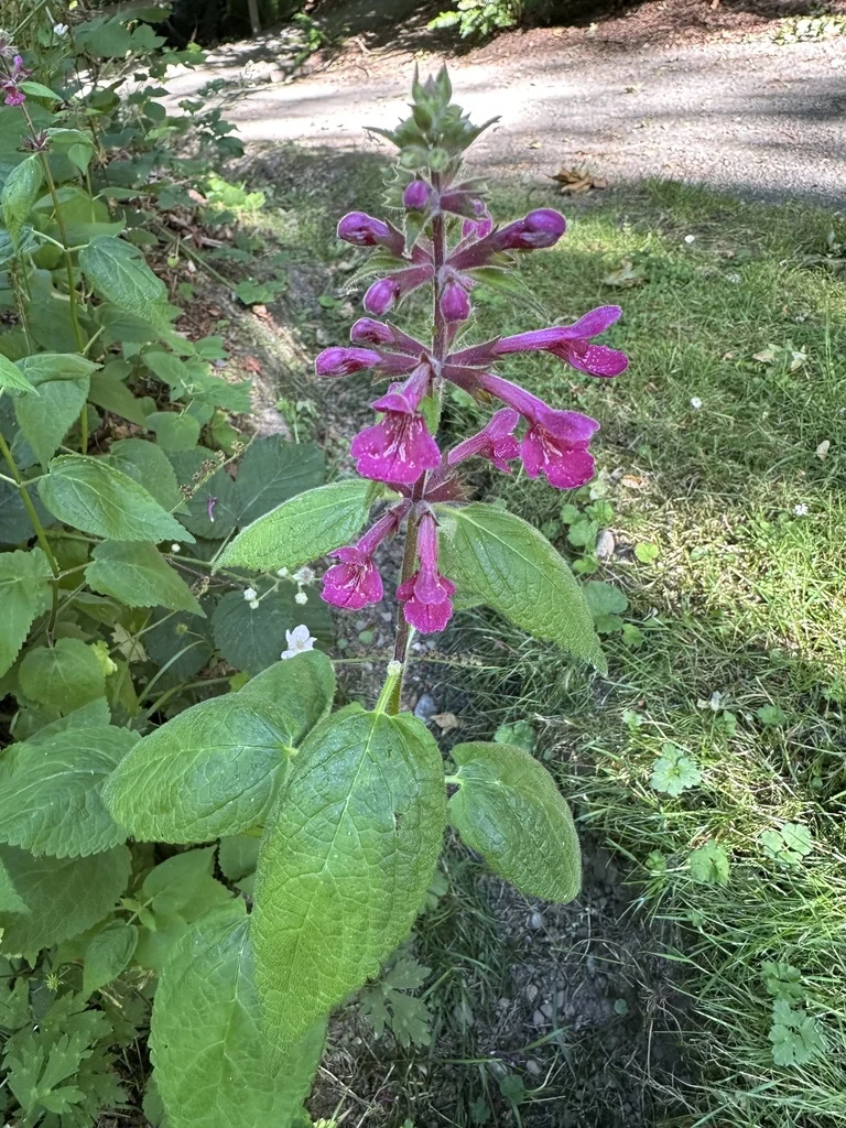 Stachys chamissonis