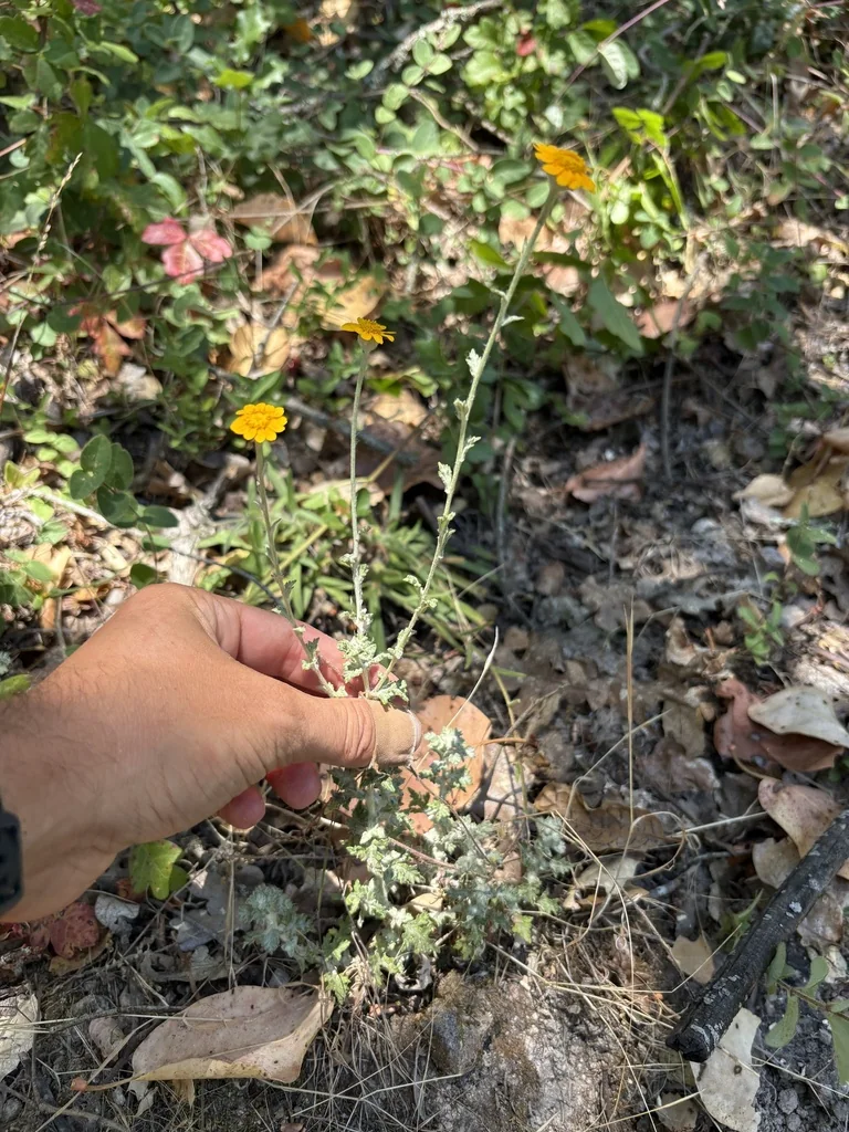Eriophyllum Lanatum