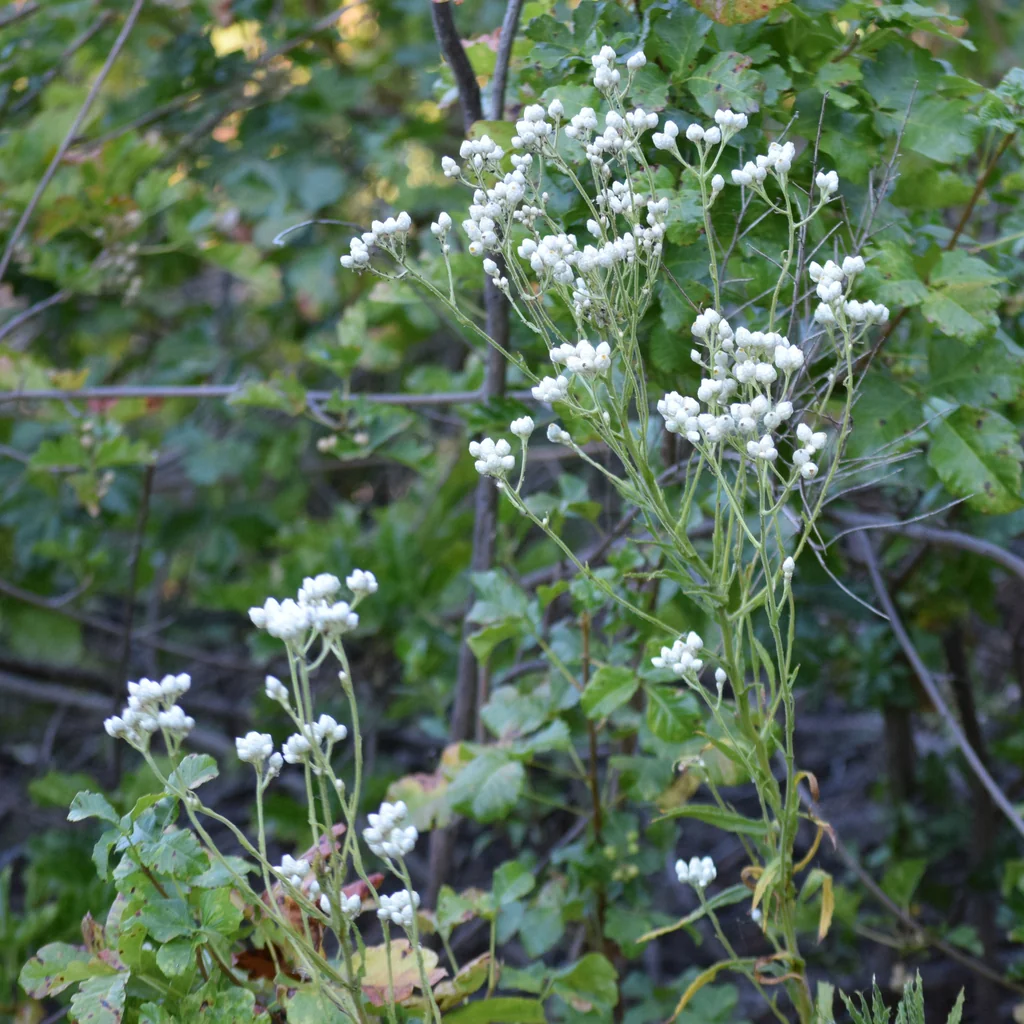 Pseudognaphalium Californicum