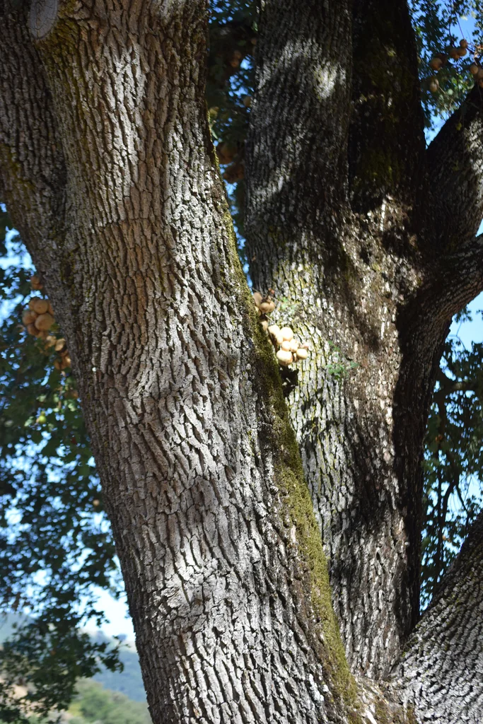Quercus Lobata