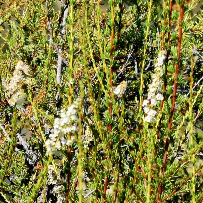 Adenostoma Fasciculatum