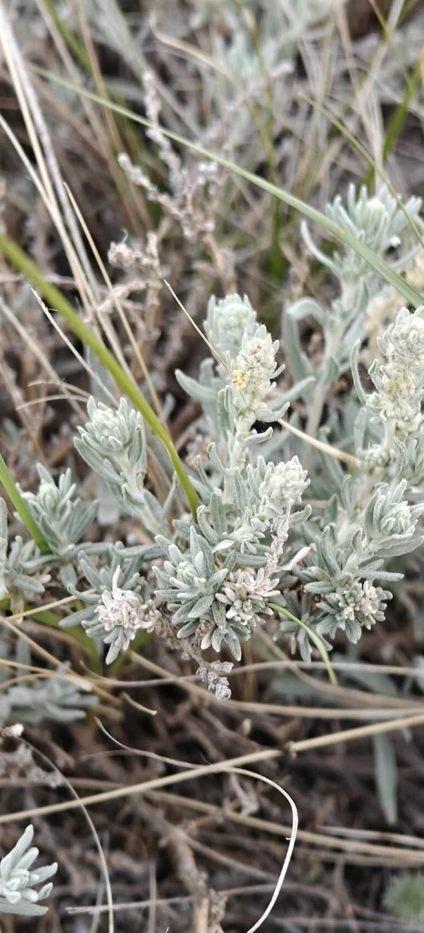 Krascheninnikovia Lanata
