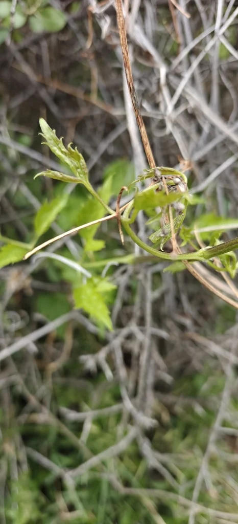 Clematis Ligusticifolia