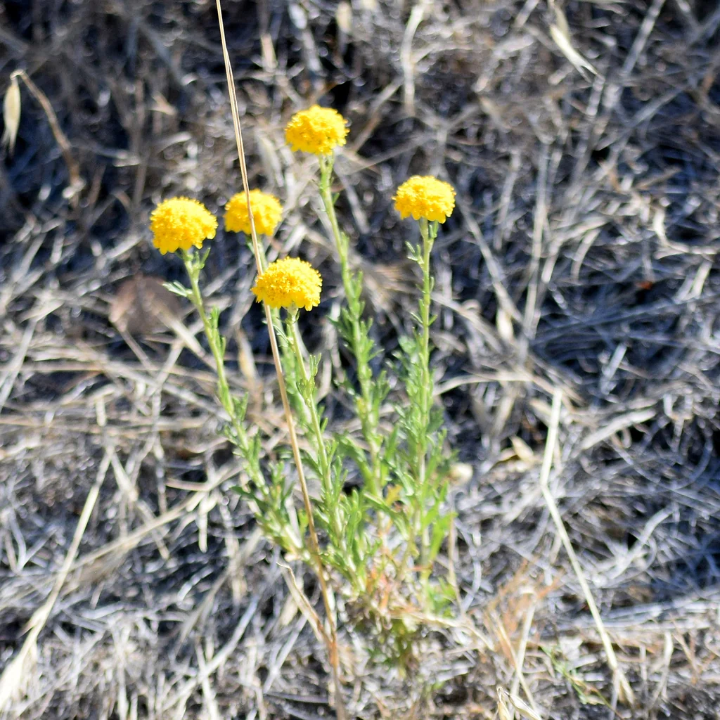 Eriophyllum Confertiflorum