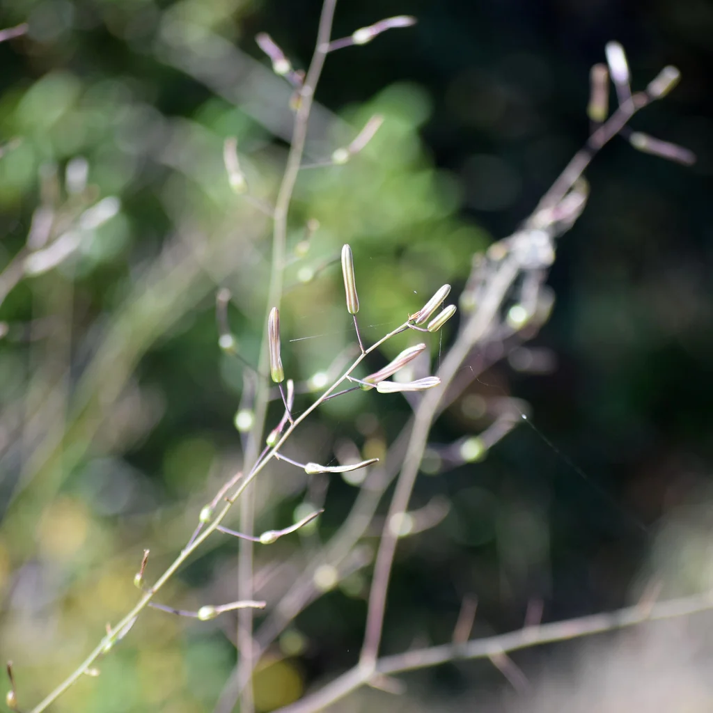 Chlorogalum Pomeridianum