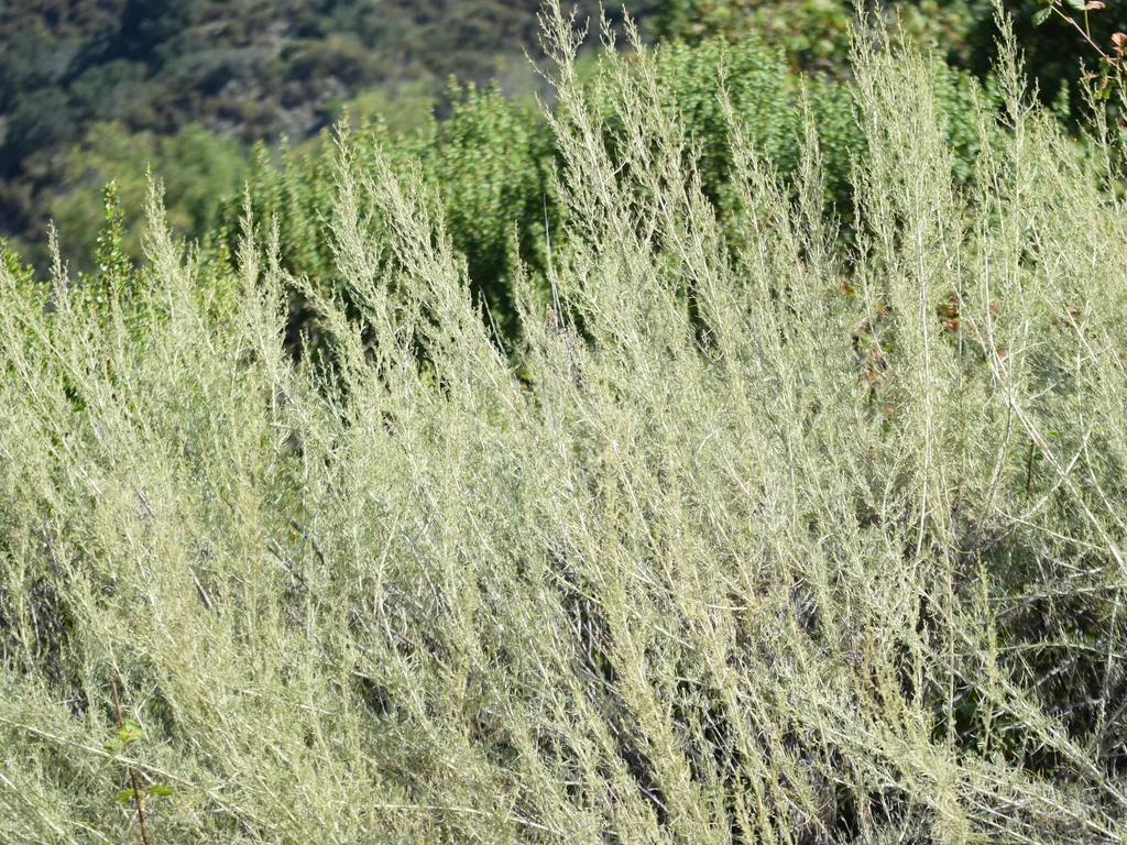 Artemisia Californica