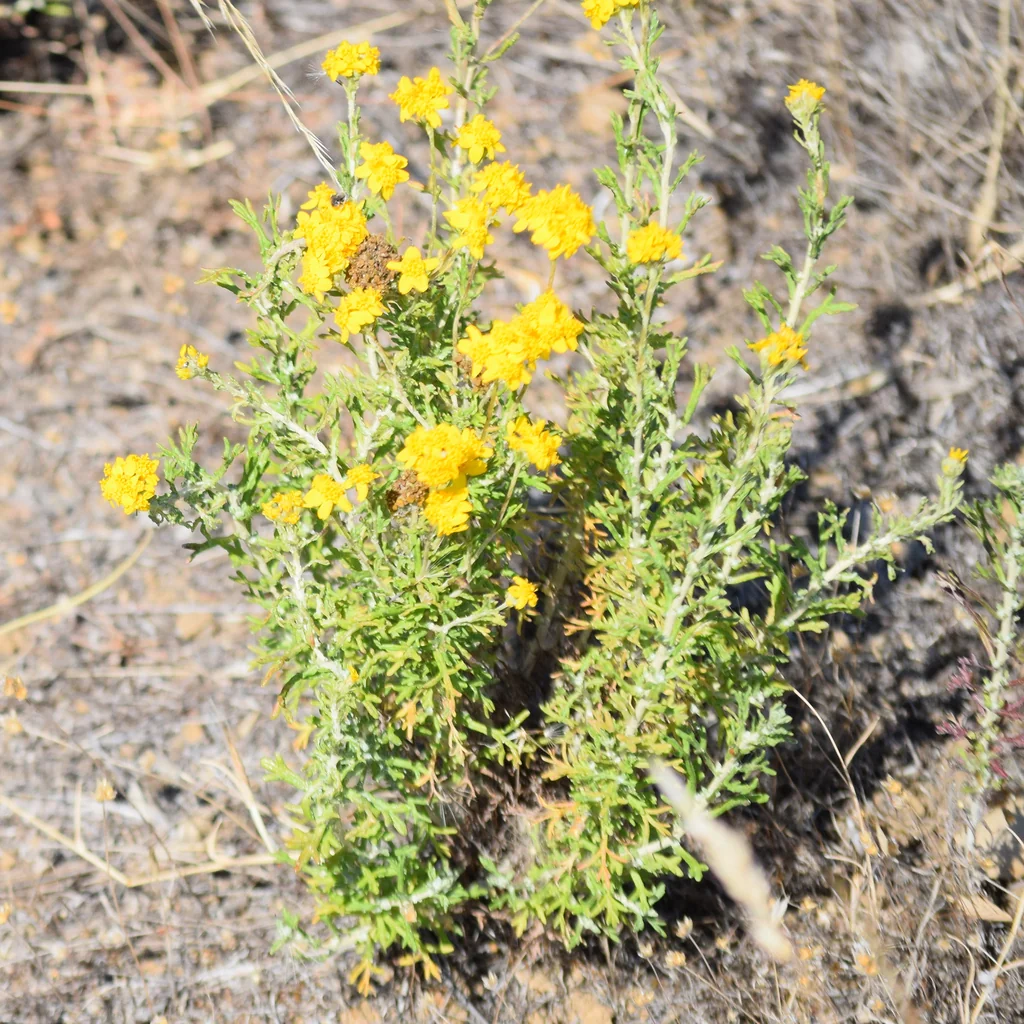 Eriophyllum Confertiflorum