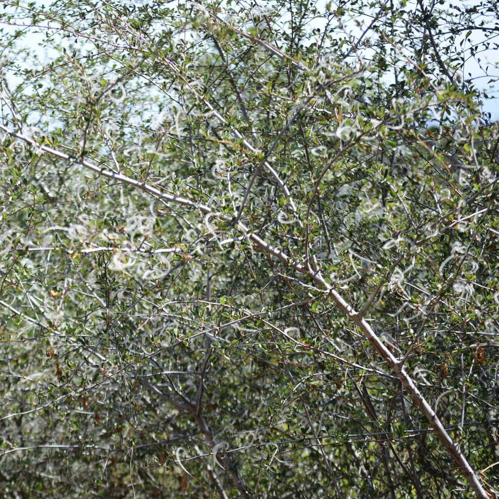 Cercocarpus Betuloides