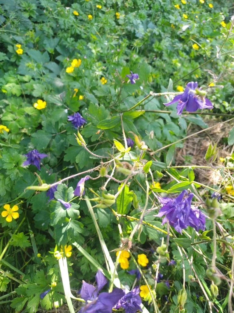 Aquilegia Vulgaris