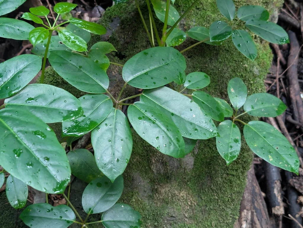Schefflera Actinophylla