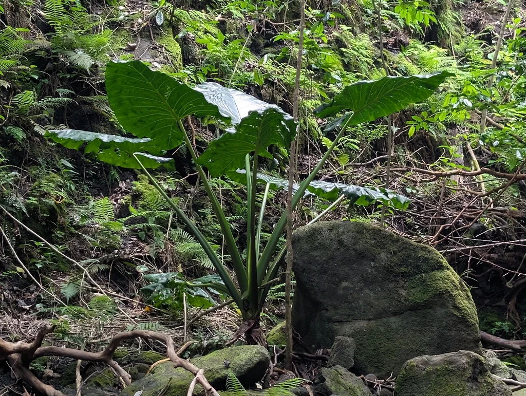 Alocasia amazonica