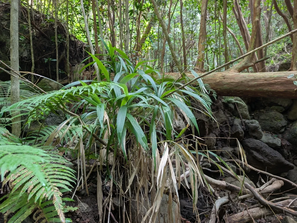 Setaria Palmifolia