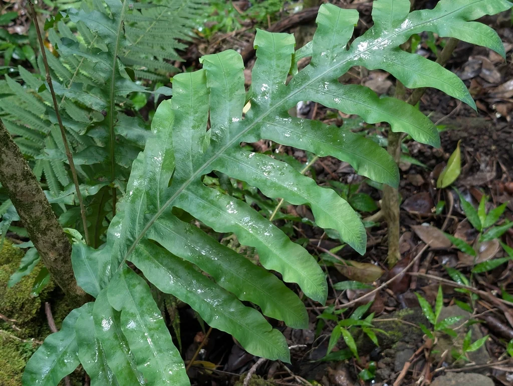 Phlebodium Aureum