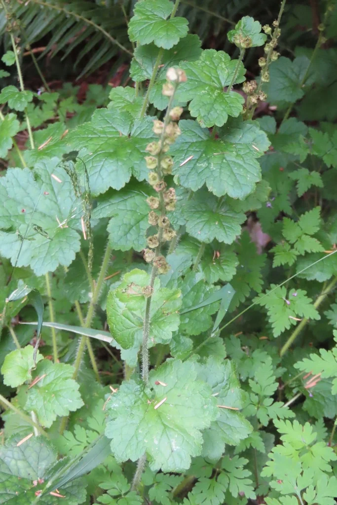 Tellima Grandiflora