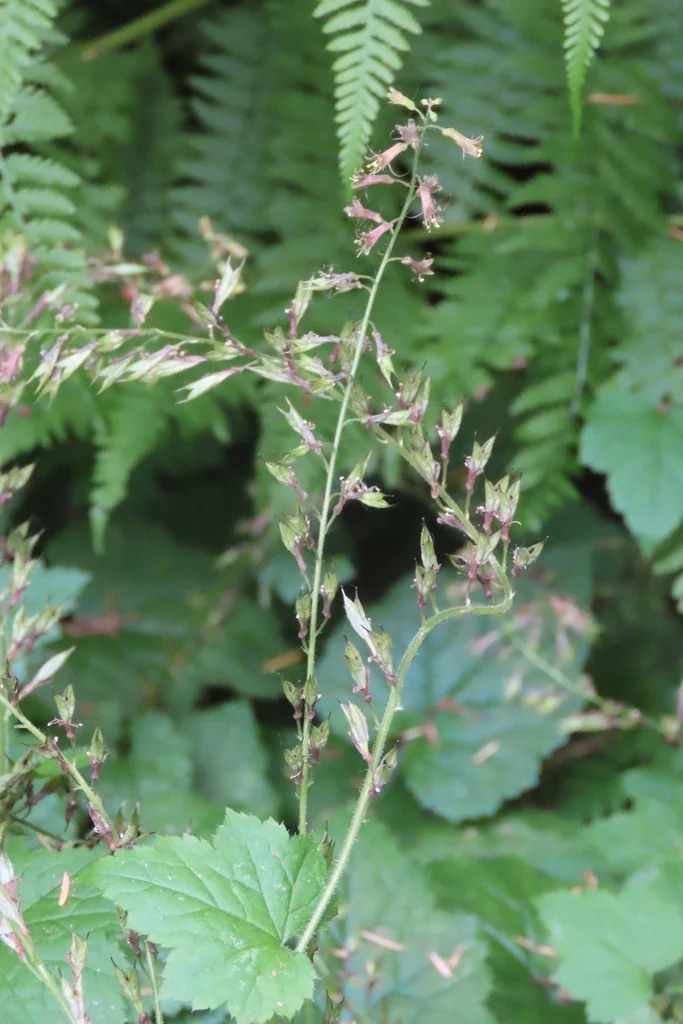 Tolmiea Menziesii