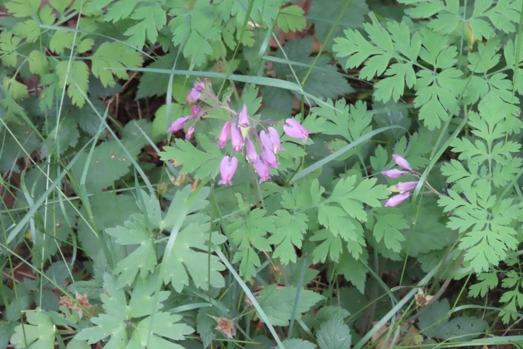 Dicentra Formosa