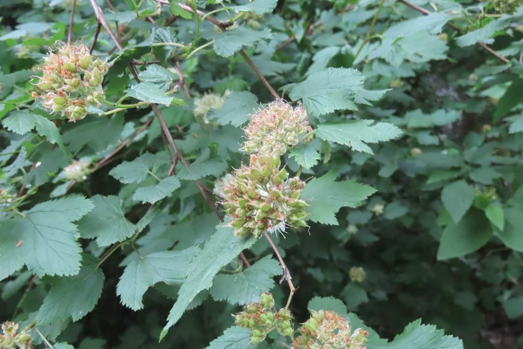 Physocarpus Capitatus