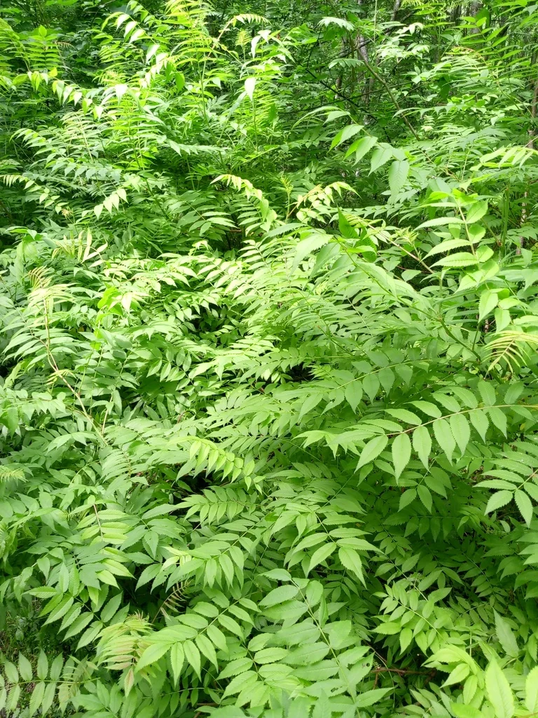 Sorbaria Sorbifolia