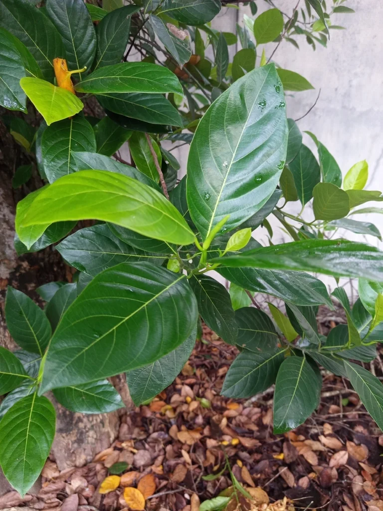 Artocarpus Heterophyllus