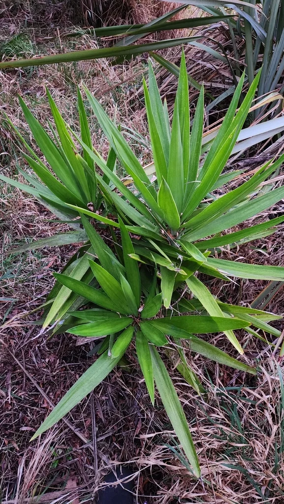 Yucca Elephantipes