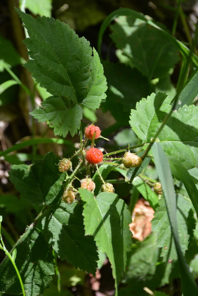 Rubus Ursinus
