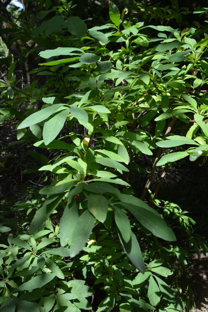 Oemleria Cerasiformis