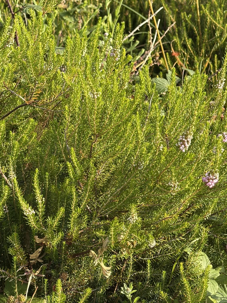 Erica Vagans