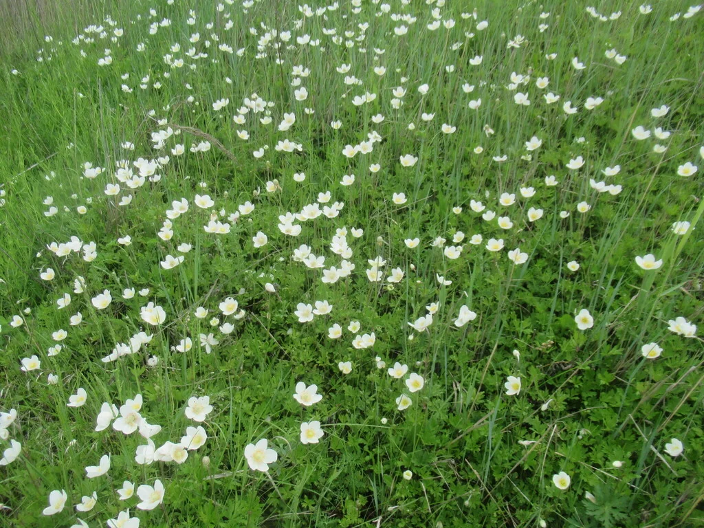 Anemone Sylvestris