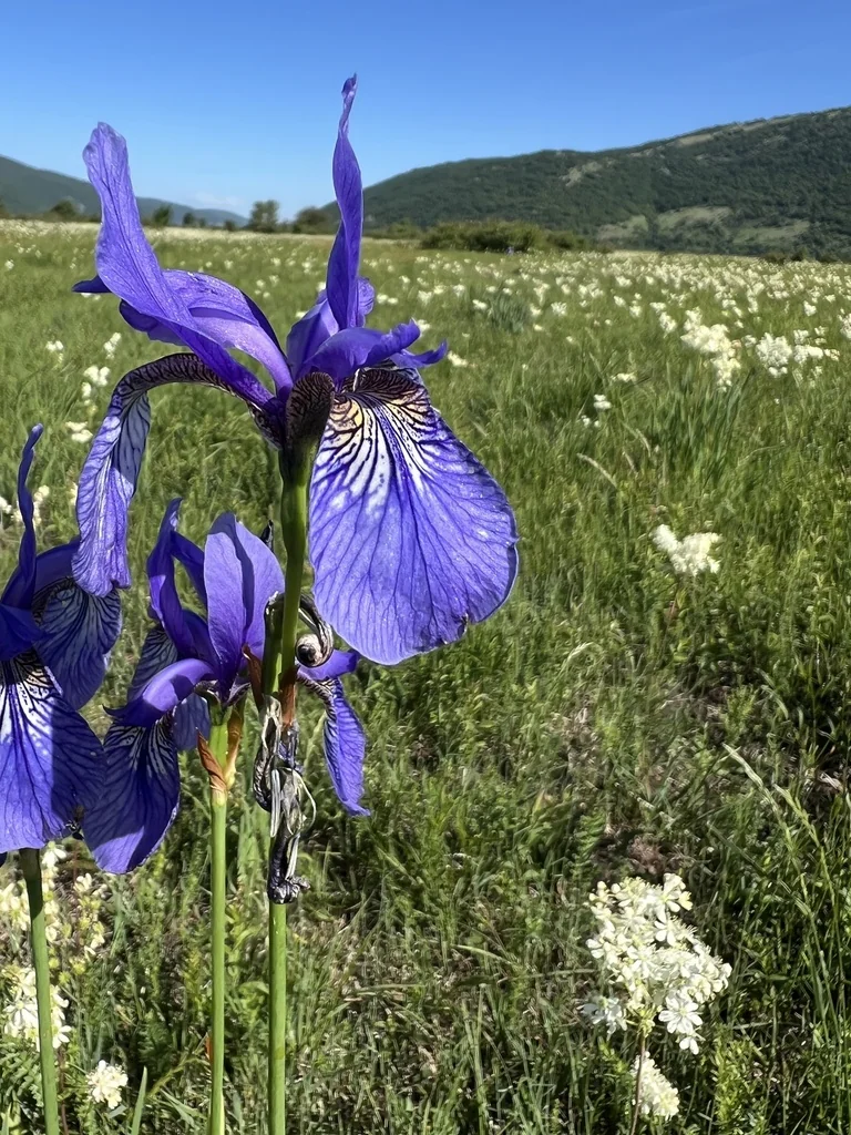 Iris Sibirica