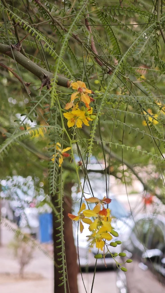 Parkinsonia Aculeata